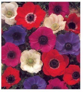10 Mixed Color DeCaen Anemone Flower Bulbs, windflowers : Plant Bulb Collections : Patio, Lawn & Garden