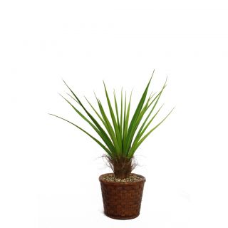 Laura Ashley 49 Tall Agave Plant With Cocoa Skin In 17 Fiberstone Planter