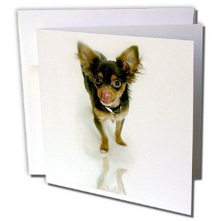 gc_880_2 Dogs Chihuahua   Long Hair Chihuahua   Greeting Cards 12 Greeting Cards with envelopes : Blank Greeting Cards : Office Products