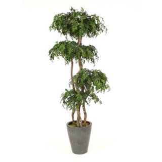 Shop Layered Ming Aralia Tree in Planter at the  Home Dcor Store