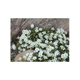 'Avalanche' Arenaria   4 Plants   Sandwort   Perennial : Flowering Plants : Patio, Lawn & Garden