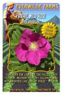 Everwilde Farms   Prairie Wild Rose Native Wildflower Seeds   Jumbo Seed Packet (60) : Flowering Plants : Patio, Lawn & Garden