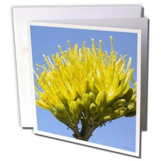 gc_45953_1 VWPics Flowers   Bee pollinates a Desert Agave flower also called a Century Plant   Greeting Cards 6 Greeting Cards with envelopes : Blank Greeting Cards : Office Products