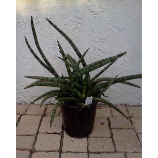 Deer Antler Plant   Weird   Almost Impossible to Kill   4" Pot   Sanseveria  Sansevieria Cylindrica  Patio, Lawn & Garden