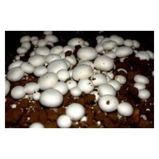 Seeds and Things 10 Grams(Agaricus Campestris), Approximately 500 inert carrier Seeds Coated with the Button Mushroom Spore (Agaricus Campestris) : Vegetable Plants : Patio, Lawn & Garden