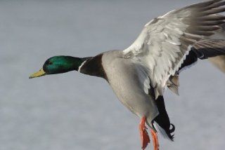 Flying Ducks Taxidermy Photo Reference CD : Hunting Trophy Mounts : Sports & Outdoors