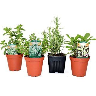Organic Gourmet Herb Collection Rosemary, Oregano, Thyme, Sage 4 Live Plants : Rose Plants : Patio, Lawn & Garden