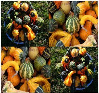 30 LARGE & SMALL MIX Gourds seeds   15 DIFFERENT TYPES Bushel Dipper Shenot Swan : Tomato Plants : Patio, Lawn & Garden