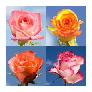 75 Multiple Color Roses : Fresh Cut Format Rose Flowers : Everything Else