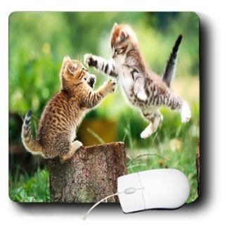 mp_62379_1 Florene Cats   Kittens Having Fun   Mouse Pads: Computers & Accessories