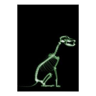 X RAY PUPPY DOG SKELETON SITTING   GREEN POSTER