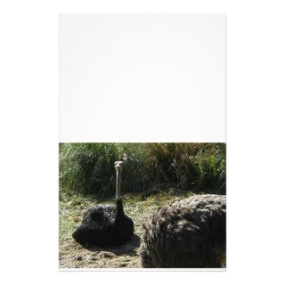 Sitting Ostrich Stationery Paper