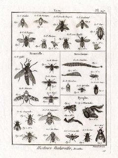 Antique Print HORSE SOLDIER HOVER FLY Panckoucke 1797   Etchings Prints