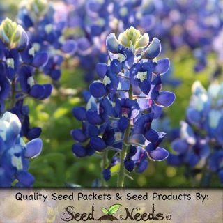 150 Seeds, Texas Bluebonnet (Lupinus texenis) Seeds By Seed Needs : Flowering Plants : Patio, Lawn & Garden