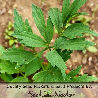 500 Seeds, Lovage Herb (Levisticum officinale) Seeds by Seed Needs : Herb Plants : Patio, Lawn & Garden