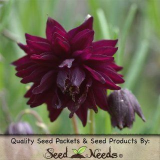 40 Seeds, Columbine "Black Barlow" (Aquilegia vulgaris) Seeds by Seed Needs : Columbine Plants : Patio, Lawn & Garden