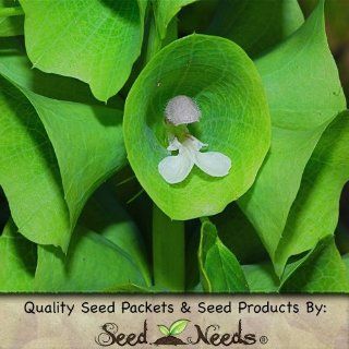 130 Seeds, Bells of Ireland (Molucella laevis) Seeds by Seed Needs : Flowering Plants : Patio, Lawn & Garden