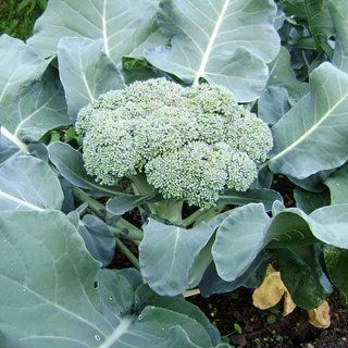 200 Seeds, Broccoli "Calabrese" (Brassica oleracea) Seeds By Seed Needs : Vegetable Plants : Patio, Lawn & Garden