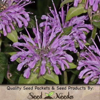 200 Seeds, Wild Bee Balm (Monarda fistulosa) Seeds By Seed Needs : Monarda Plants : Patio, Lawn & Garden