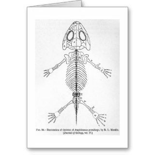 Amphibamus grandiceps skeleton art card