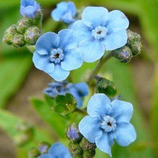 200 Seeds, Forget Me Not "Chinese Blue" (Cynoglossum amabile) Seeds By Seed Needs : Flowering Plants : Patio, Lawn & Garden