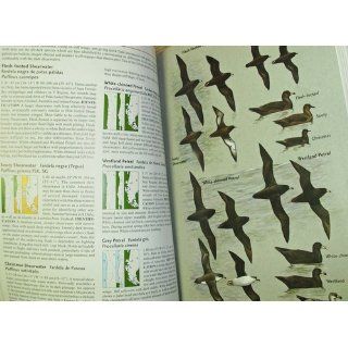 Birds of Chile (Princeton Field Guide): Alvaro Jaramillo, Peter Burke, David Beadle: 9780691117409: Books