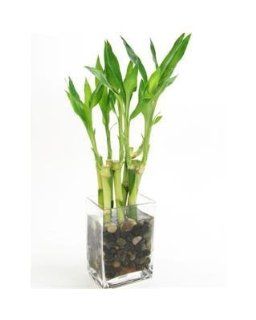 River Rock Lucky Bamboo Potted Plant : Patio, Lawn & Garden