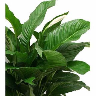 Delray Plants Spathiphyllum Sweet Pablo in 10" Pot