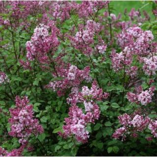 Proven Winners 3 Gal. Scent and Sensibility Pink Syringa ColorChoice Lilac Shrub SYRPRC1103135