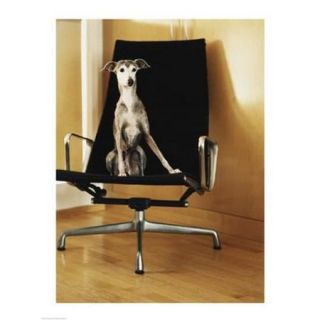 An Italian Greyhound sitting on a chair Poster Print (18 x 24)