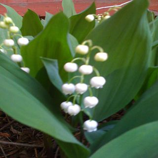 0.25 Gallon Lily of the Valley