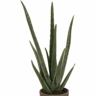 Delray Plants Aloe Vera in 4" Pot