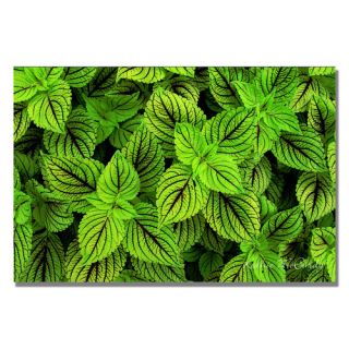 Coleus by Kathie McCurdy Wrapped Photographic Print on Canvas