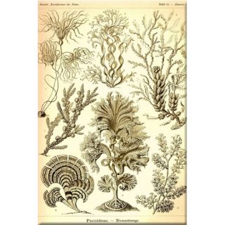 Seaweed Graphic Art on Wrapped Canvas by Buyenlarge