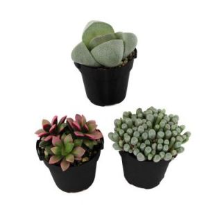 2.5 in. Assorted Mimicry Plant (3 Pack) 0881001