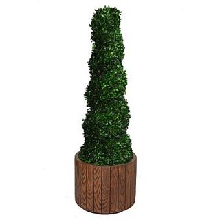 Laura Ashley 55 Preserved Spiral Boxwood Topiary in 16 Fiberstone Planter