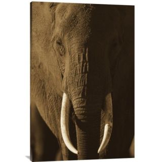 Big Canvas Co. Tim Fitzharris African Elephant Male Portrait with