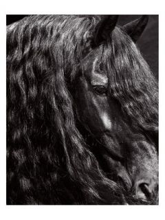 Horse Series 13 Michigan 2014 (Unframed) by James Houston Design